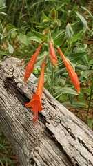 Epilobium canum