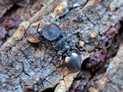 Cephalotes texanus