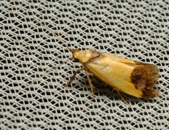 Crepidosceles timalphes