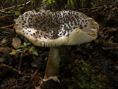 Amanita nothofagi