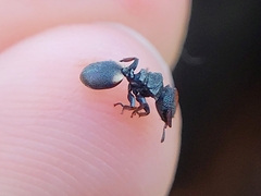 Cephalotes texanus