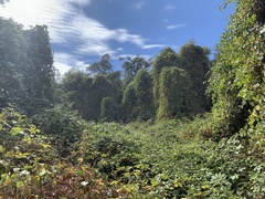 Vitis californica