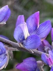 Lupinus longifolius