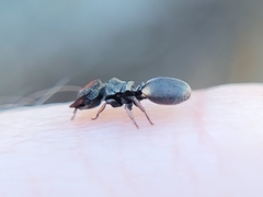 Cephalotes texanus