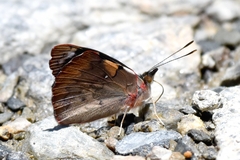 Orophila