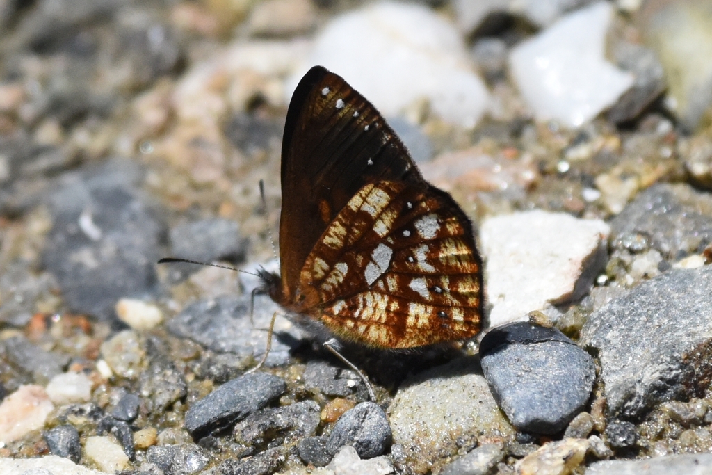 Lymanopoda nadia