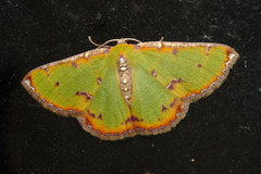 Eucyclodes buprestaria