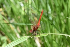 Sympetrum gilvum