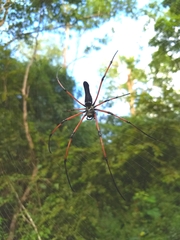 Nephila kuhli