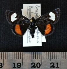 Psychomorpha epimenis