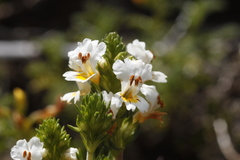 Euphrasia trifida