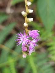 Cyrtocymura scorpioides
