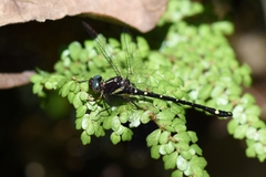 Gomphomacromia fallax