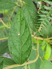 Cyrtocymura scorpioides