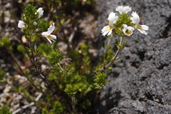 Euphrasia trifida