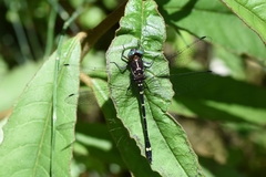 Gomphomacromia fallax