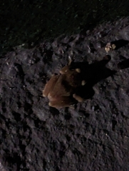 Eleutherodactylus coqui