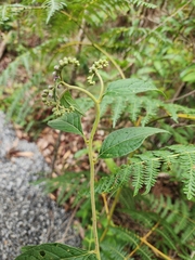 Cyrtocymura scorpioides