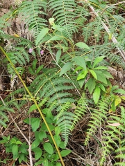 Cyrtocymura scorpioides