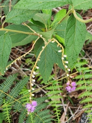 Cyrtocymura scorpioides