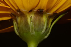 Thelesperma nuecense