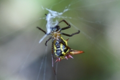 Micrathena gaujoni