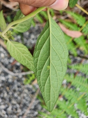 Cyrtocymura scorpioides