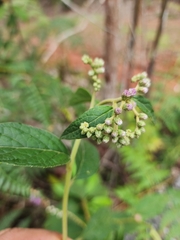 Cyrtocymura scorpioides