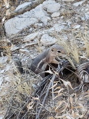 Ammospermophilus harrisii