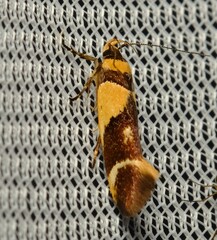 Macrobathra chrysotoxa