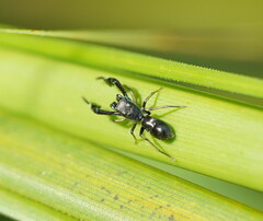 Myrmarachnini