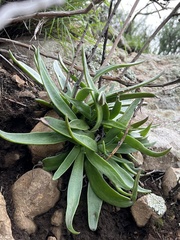 Dudleya lanceolata
