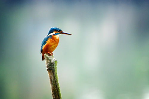 Common Kingfisher