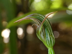 Pterostylis irsoniana