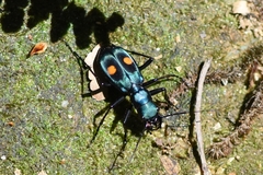 Pseudoxycheila