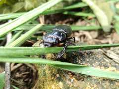 Odontotaenius