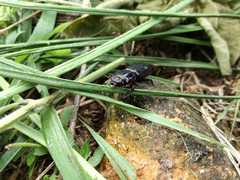 Odontotaenius