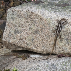 Liolaemus araucaniensis