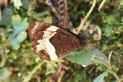 Pedaliodes pelinna