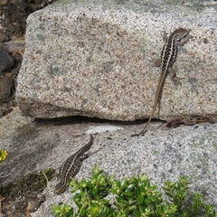 Liolaemus araucaniensis