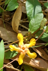 Mandevilla subsagittata
