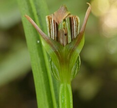 Pterostylis irsoniana