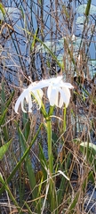 Crinum