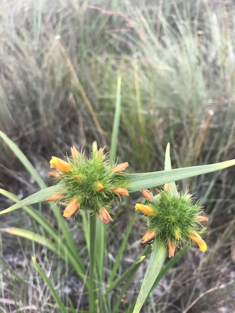 Cephalostemon