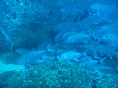 Caranx sexfasciatus