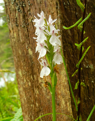 Dactylorhiza maculata ericetorum