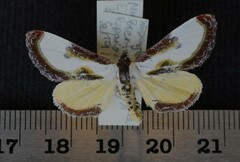 Eudryas grata