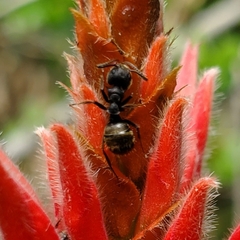 Dolichoderus bispinosus