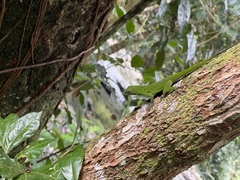 Anolis evermanni