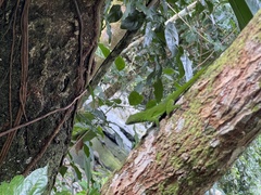 Anolis evermanni
